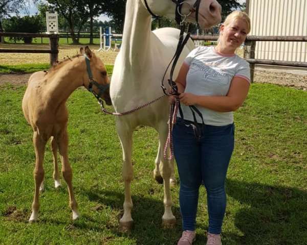 stallion Catch Culli SL (German Riding Pony, 2020, from Cosmo Callidus NRW)