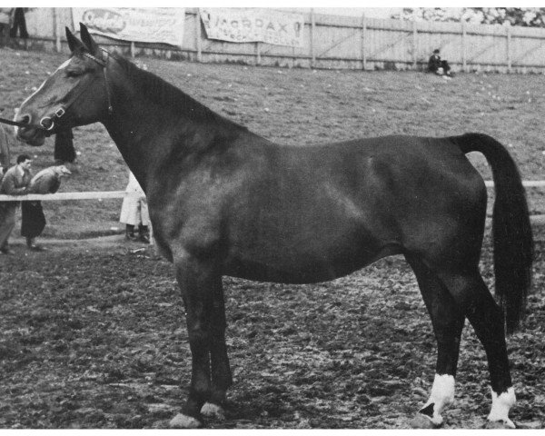 broodmare Egbensa (Oldenburg, 1949, from Adler) broodmare Egbensa (Oldenburg, 1949, from Adler)