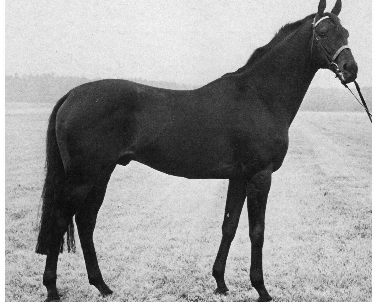 stallion Vierzehnender xx (Thoroughbred, 1956, from Neckar xx)