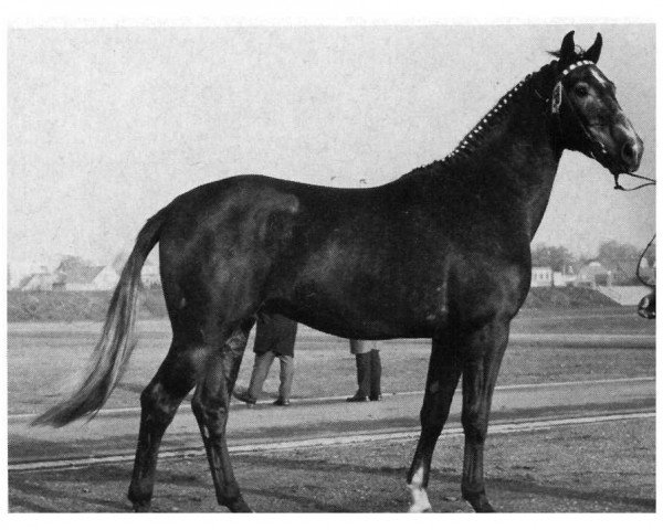 stallion Ramm (Oldenburg, 1965, from Ramzes AA)
