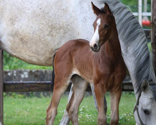 Springpferd SF von Zinedine / Hermes de Lux (Westfale, 2020, von Zinedine)