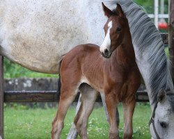 jumper SF von Zinedine / Hermes de Lux (Westphalian, 2020, from Zinedine)