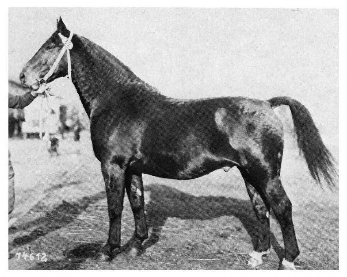 stallion Lorenz 4096 (Oldenburg, 1952, from Ludo 4004)