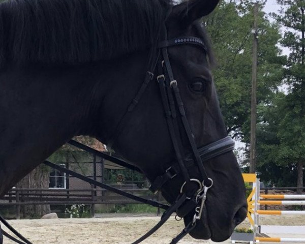 dressage horse Fontainebleau 26 (Hanoverian, 2010, from Fürstenball) dressage horse Fontainebleau 26 (Hanoverian, 2010, from Fürstenball)