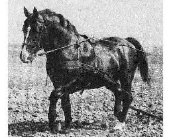 Deckhengst Fürst 3688 (Oldenburger, 1940, von Gograf 3590)