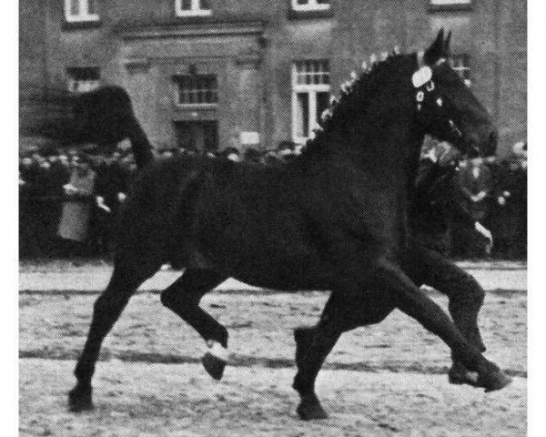 stallion Goldberg (Oldenburg, 1947, from Goldengel 3561)