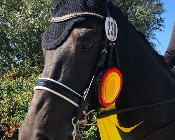 dressage horse Stanley Star (Westphalian, 2006, from Show Star)
