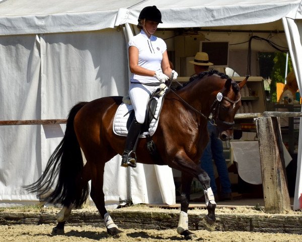 dressage horse Dance With Me 12 (Westphalian, 2012, from Damon Hill)