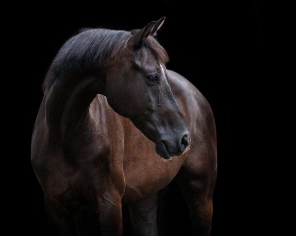 Springpferd Rico le bon coeur (Westfale, 2006, von Rosenkoenig)