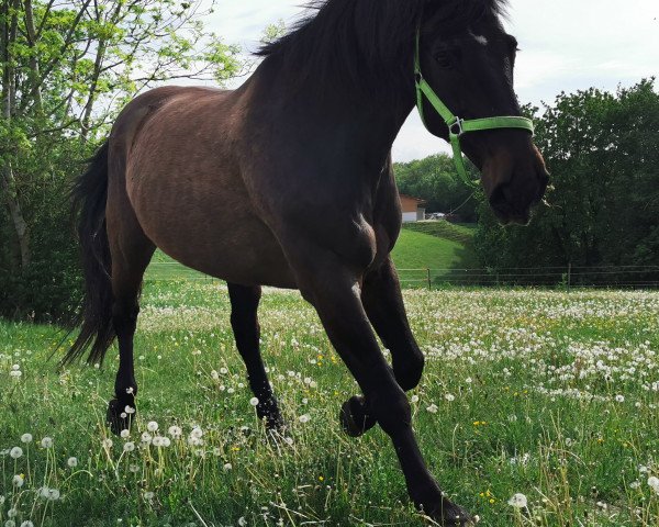 Pferd Bolo (Polnisches edles Halbblut, 2003, von Lord)