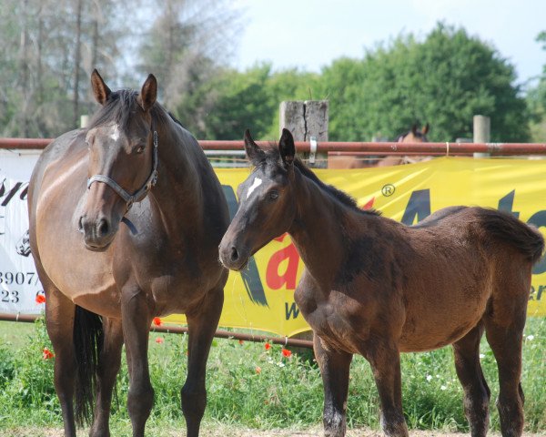 Zuchtstute Coco (Westfale, 2008, von Quintessence van de Laarse Heide)