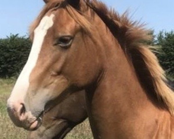 horse Tanoah W (Holsteiner, 2019, from Taloubet Z)