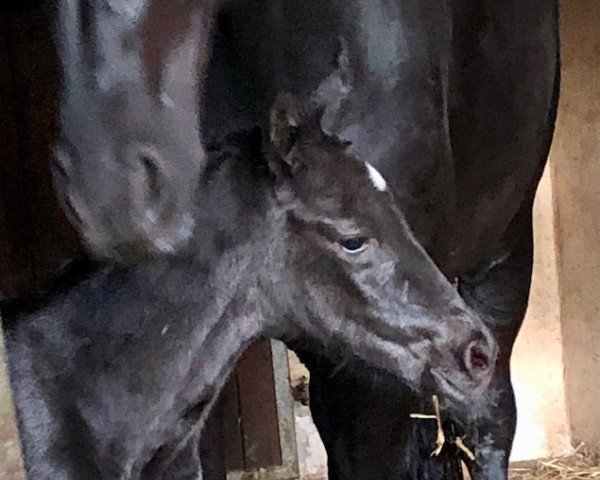 horse Mandarine (Hanoverian, 2020, from Maracana)