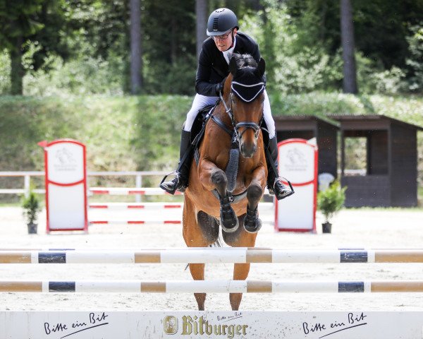 jumper Sunrise Avenue M (Hanoverian, 2009, from Satisfaction FRH)