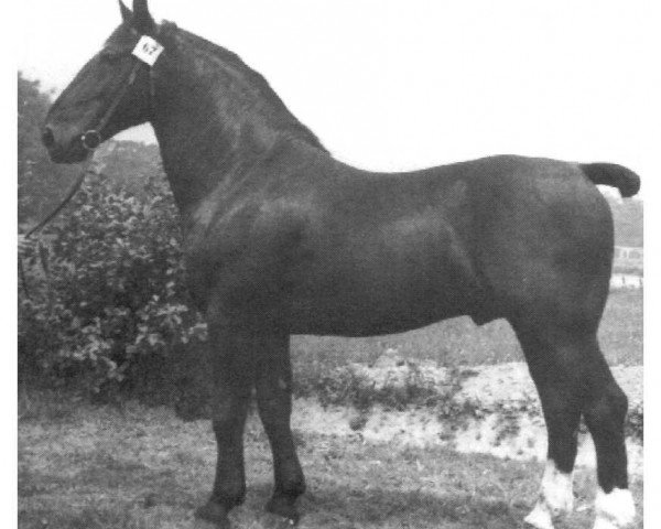 stallion Wind von Fleetmark S-A 155 (Heavy Warmblood, 1945, from Grunderbe S-A 96)