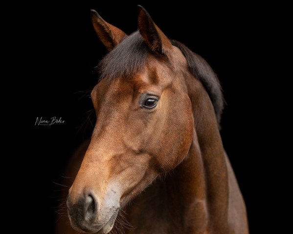 horse Danella (Oldenburg, 2017, from Don Farinelli)