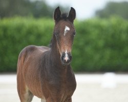 horse Dreamgirl (Westphalian, 2020, from Diamond Deluxe)