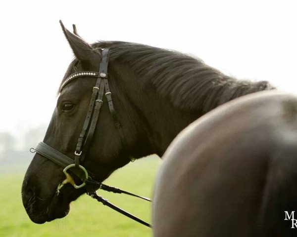 Zuchtstute Dark Bellissima (Hannoveraner, 2010, von Dancier)