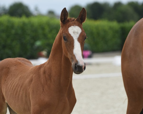 broodmare Viva Esperanza (Westphalian, 2020, from Vivat Rex)