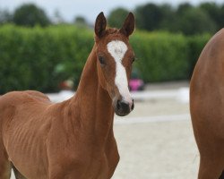 broodmare Viva Esperanza (Westphalian, 2020, from Vivat Rex)