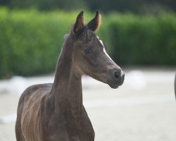 horse Hengst von Diamond Deluxe 3 x (Westphalian, 2020, from Diamond Deluxe)