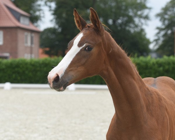 horse Venezia (Westphalian, 2020, from Vivat Rex)