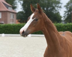 horse Venezia (Westphalian, 2020, from Vivat Rex)