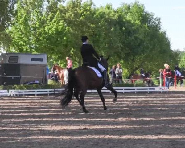 Reit - und Springturnier Hamm-Rhynern 2015