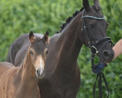 Pferd Gandalf P (Westfale, 2020, von Gaius B)