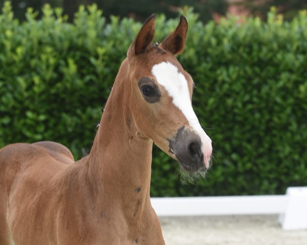 horse Diamond's Diva P (Westphalian, 2020, from Diamond Deluxe)