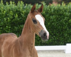 horse Diamond's Diva P (Westphalian, 2020, from Diamond Deluxe)