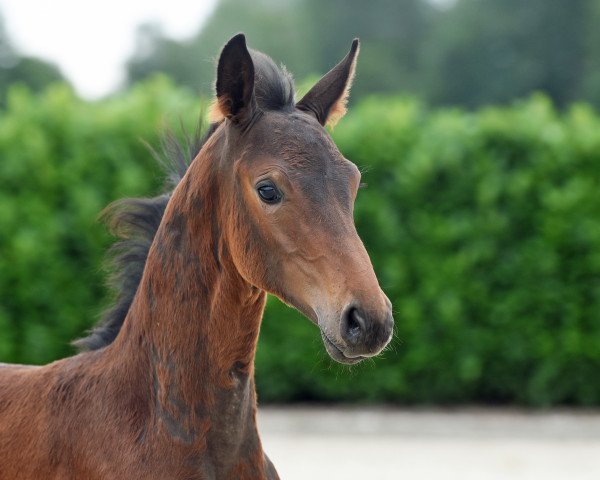 horse Hengst von Symphonic (Westphalian, 2020, from Symphonic)