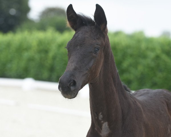 Zuchtstute Seniorita (Westfale, 2020, von Sir Heinrich OLD)