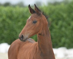 horse Stute von Fürst Samarant (Westphalian, 2020, from Fürst Samarant)