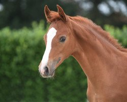 horse Glücksklee 6 (German Riding Pony, 2020, from Gluckspilz Wf)