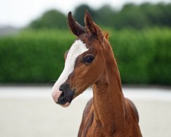 horse Stute von Diamond Deluxe 3 (Westphalian, 2020, from Diamond Deluxe)
