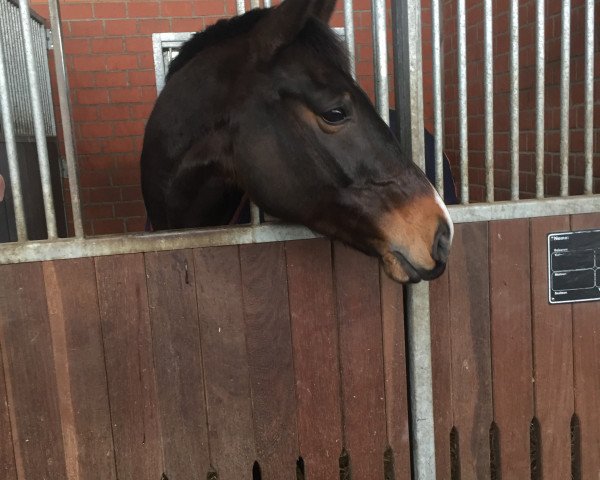 Springpferd Tomahawk Touch (Oldenburger, 2011, von Timolino xx)