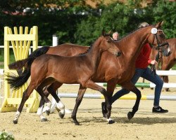 horse Deïaneira (Westphalian, 2020, from Diamant de Semilly)