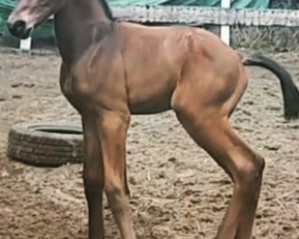 horse V 8 (Noble Warmblood, 2020, from Valdiviani)