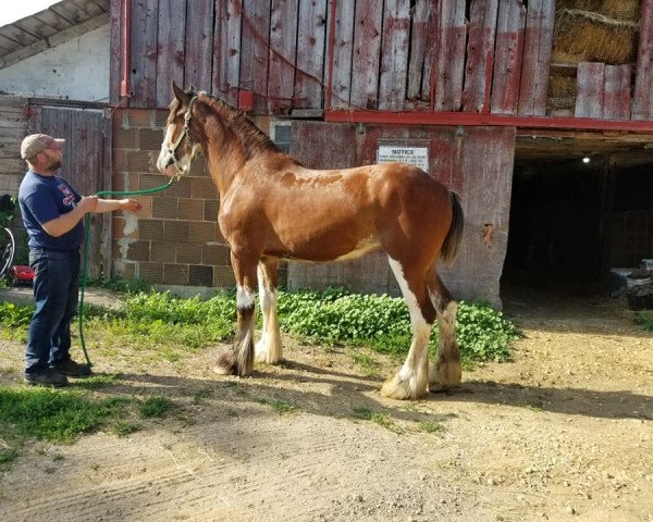 Pferd ADKS Halo (Clydesdale, 2018, von ADKS Luthur)