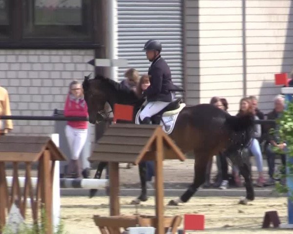 Reit - und Springturnier Hamm-Rhynern 2015
