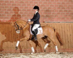 stallion Kastanienhof Cockney Cracker (German Riding Pony, 2010, from FS Cracker Jack)