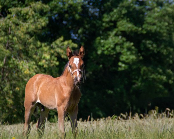 horse Niccione (German Riding Pony, 2020, from Neverland WE)