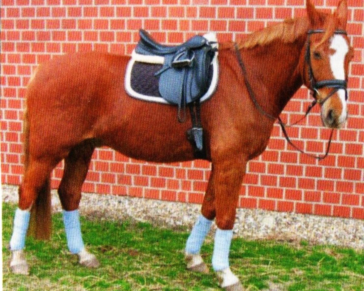 Caballo de Doma Samir W (Hanoveriano, 1994, de Salvano)