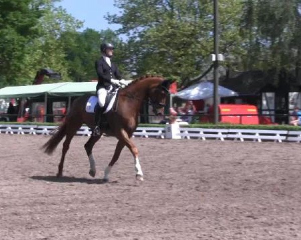 Reit - und Springturnier Hamm-Rhynern 2015