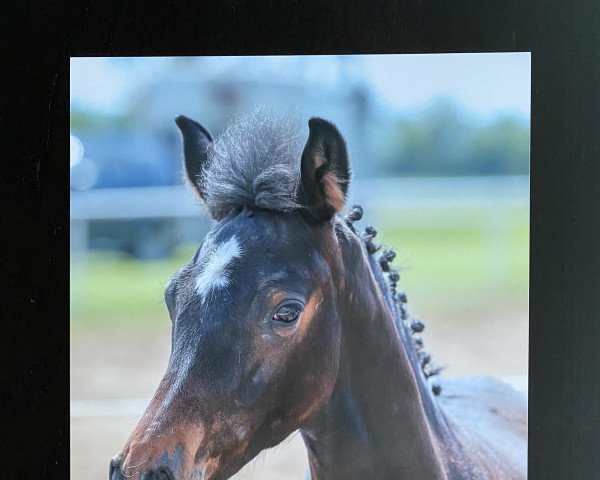 horse C‘est la vie (German Sport Horse, 2020, from Chubakko)