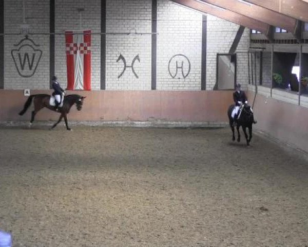 Reit - und Springturnier Hamm-Rhynern 2015