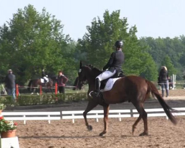 Reit - und Springturnier Hamm-Rhynern 2015