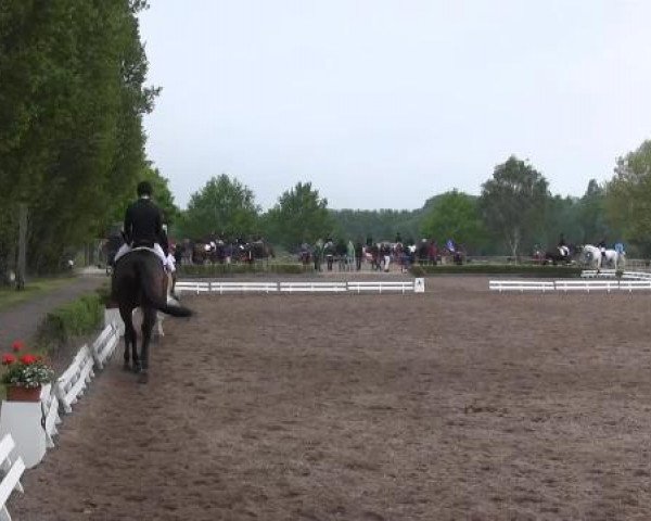 Reit - und Springturnier Hamm-Rhynern 2015