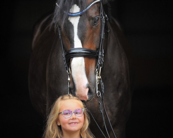 dressage horse My Skyfall (Westphalian, 2009, from Scolari)